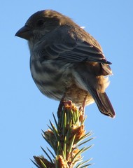 Haemorhous mexicanus