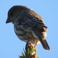 Haemorhous mexicanus