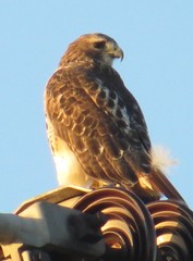 Buteo jamaicensis
