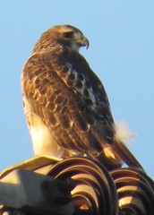 Buteo jamaicensis