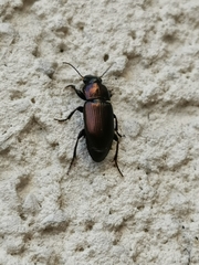 Carabidae