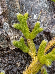Lycopodium lagopus