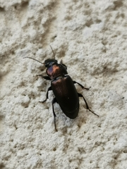 Carabidae