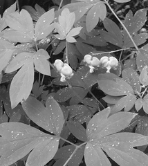 Lamprocapnos spectabilis