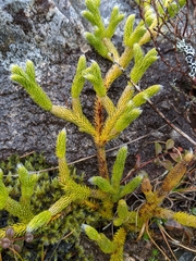 Lycopodium lagopus