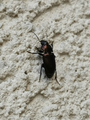 Carabidae