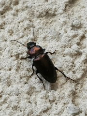 Carabidae