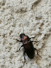 Carabidae