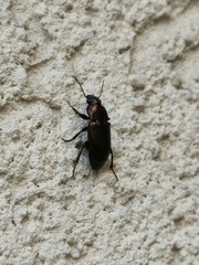 Carabidae