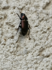 Carabidae