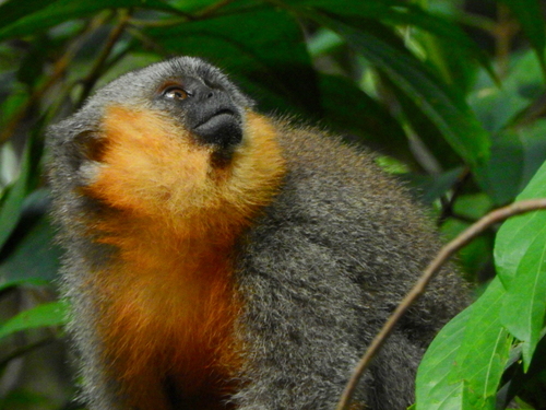 Red-bellied Titi