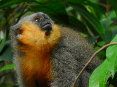 Plecturocebus moloch