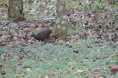 Crypturellus obsoletus