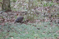 Crypturellus obsoletus