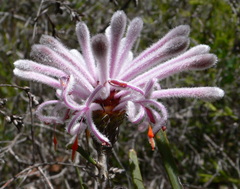 Petrophile linearis