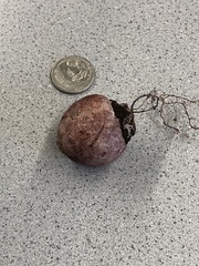 Magnoliopsida