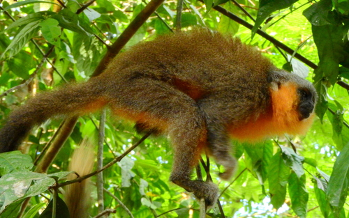 Red-bellied Titi