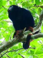 Alouatta discolor