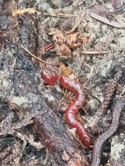 Scolopocryptops spinicaudus