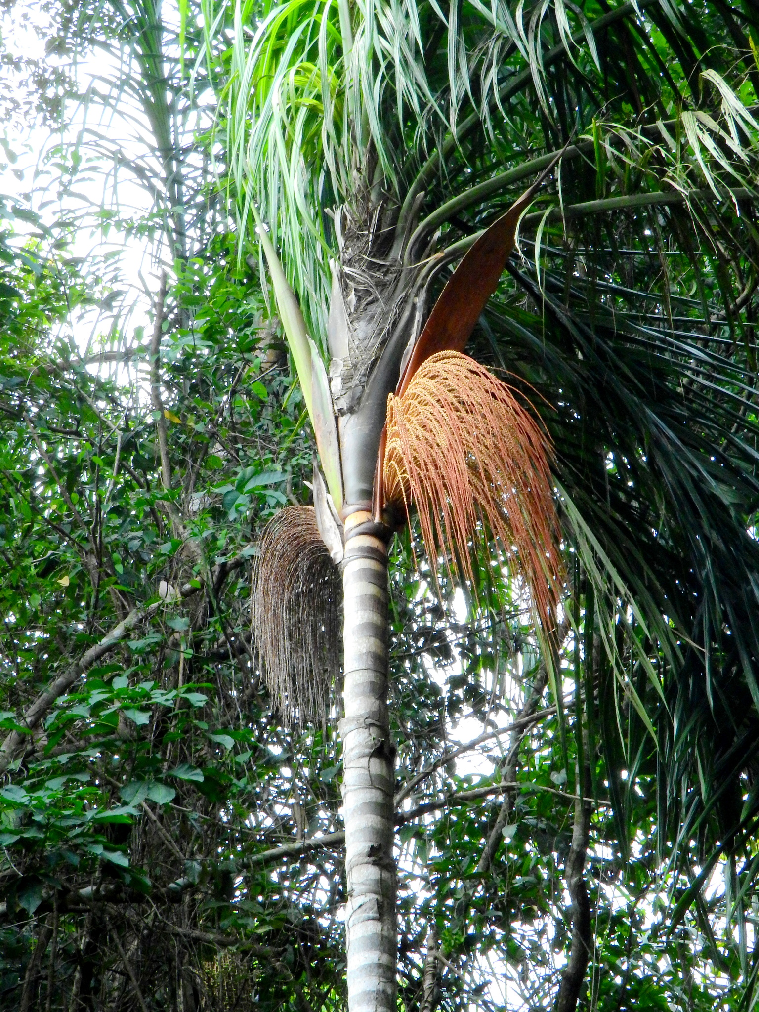 Imagem de Bacaba-de-leque