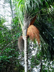 Oenocarpus