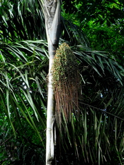 Oenocarpus distichus