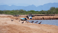 Haematopus palliatus