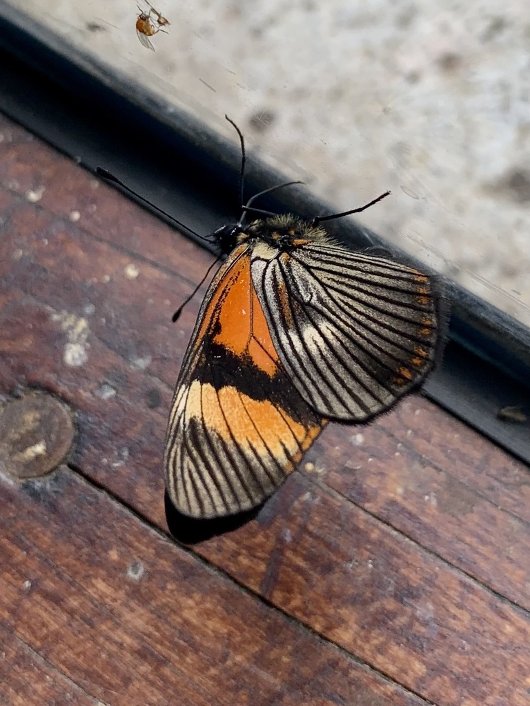 Gnathotriche mundina