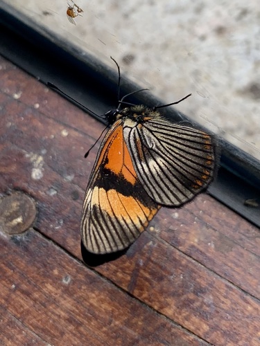 Gnathotriche mundina