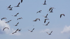 Haematopus palliatus