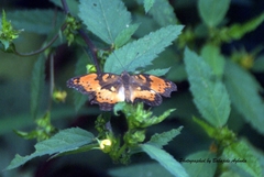 Precis octavia octavia