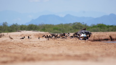 Haematopus palliatus