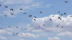 Haematopus palliatus