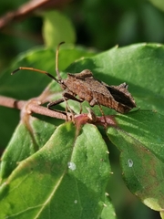 Coreus marginatus