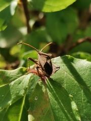 Coreus marginatus