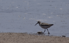 Calidris ferruginea