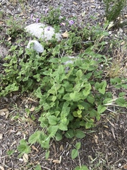 Verbena lasiostachys