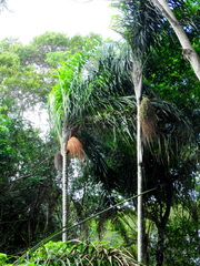 Oenocarpus distichus