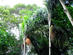 Oenocarpus distichus