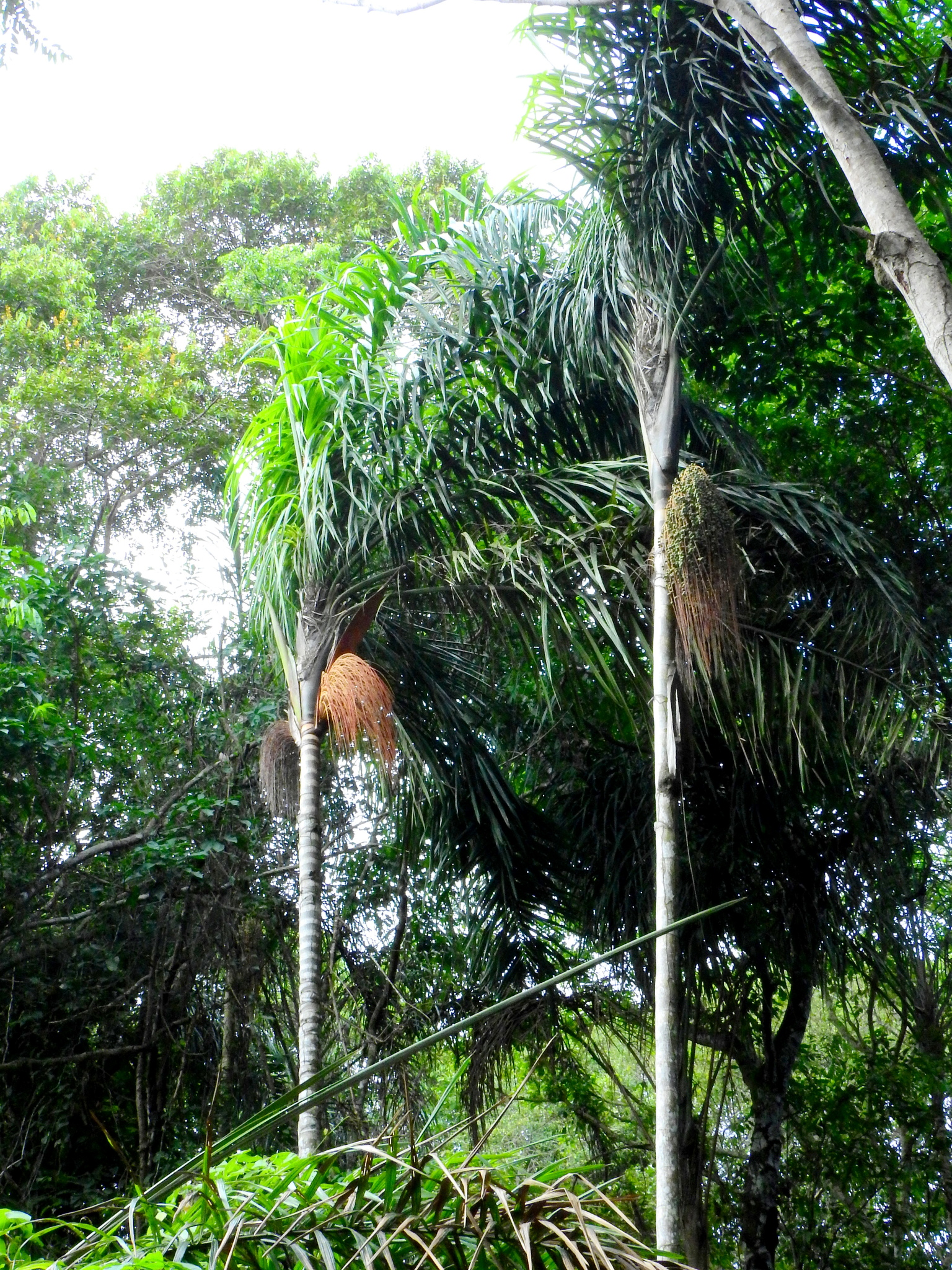Imagem de Bacaba-de-leque