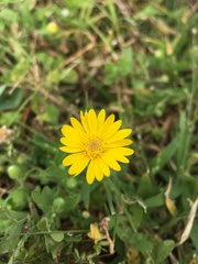 Heterotheca subaxillaris