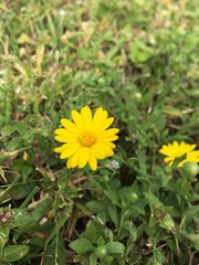 Heterotheca subaxillaris