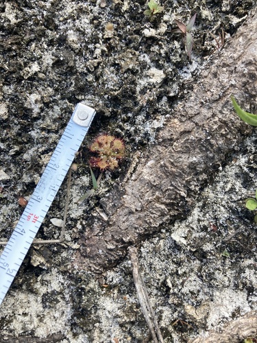 Drosera capillaris