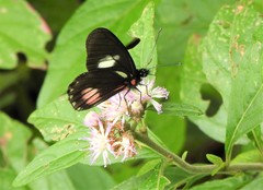 Archonias brassolis