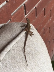 Anolis sagrei