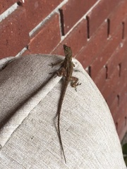 Anolis sagrei
