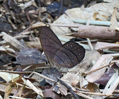 Pierella lamia chalybaea