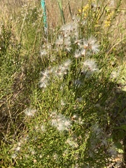 Baccharis angustifolia