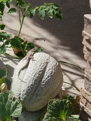 Urosaurus ornatus