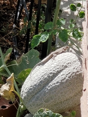 Urosaurus ornatus